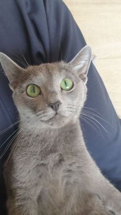 4 süße reinrassige russisch blau Kitten