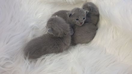 4 süße reinrassige russisch blau Kitten