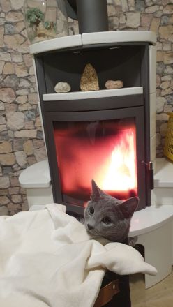 4 süße reinrassige russisch blau Kitten