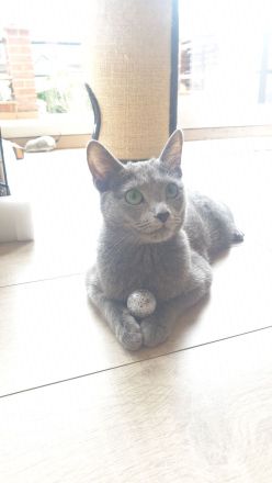 4 süße reinrassige russisch blau Kitten