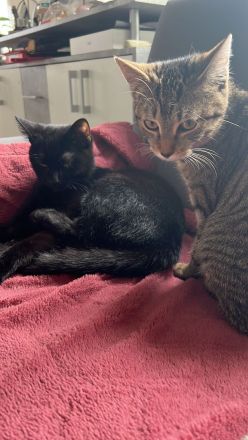 Geschwister Hauskatzen