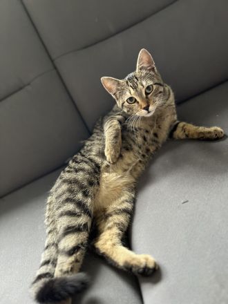 Geschwister Hauskatzen