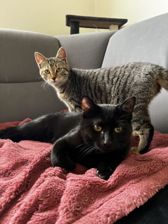 Geschwister Hauskatzen