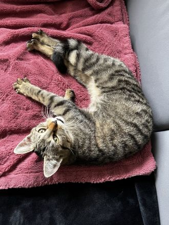 Geschwister Hauskatzen