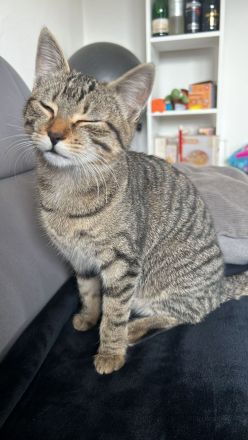 Geschwister Hauskatzen