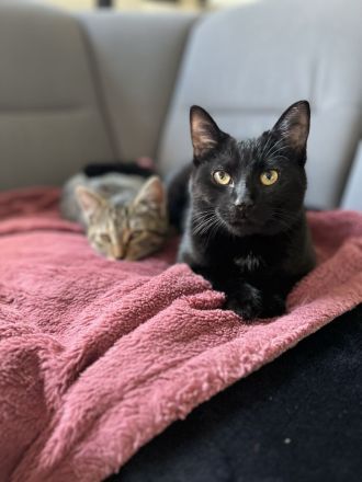 Geschwister Hauskatzen