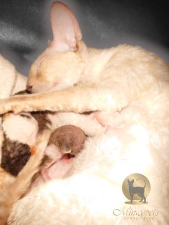 Cornish Rex Kitten mit Stammbaum