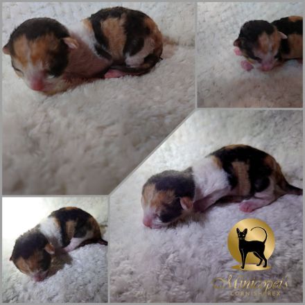 Cornish Rex Kitten mit Stammbaum