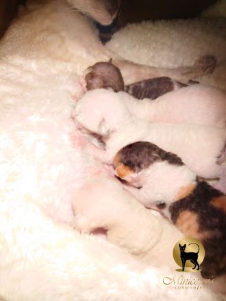 Cornish Rex Kitten mit Stammbaum