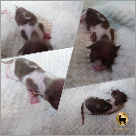 Cornish Rex Kitten mit Stammbaum