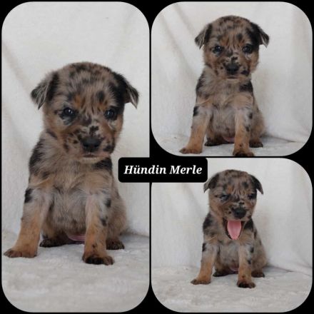 Goldencollie Aussiedor Welpen/ Familenhunde/ AustralienSheperd/ Labrador/ GoldenRetriever