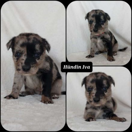 Goldencollie Aussiedor Welpen/ Familenhunde/ AustralienSheperd/ Labrador/ GoldenRetriever