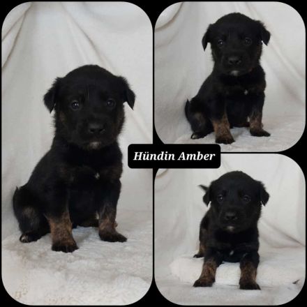 Goldencollie Aussiedor Welpen/ Familenhunde/ AustralienSheperd/ Labrador/ GoldenRetriever