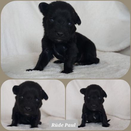 Goldencollie Aussiedor Welpen/ Familenhunde/ AustralienSheperd/ Labrador/ GoldenRetriever