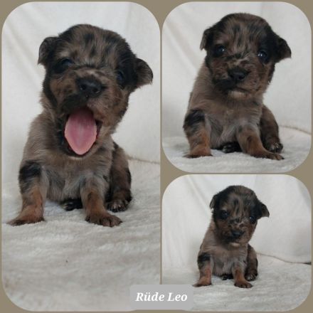 Goldencollie Aussiedor Welpen/ Familenhunde/ AustralienSheperd/ Labrador/ GoldenRetriever