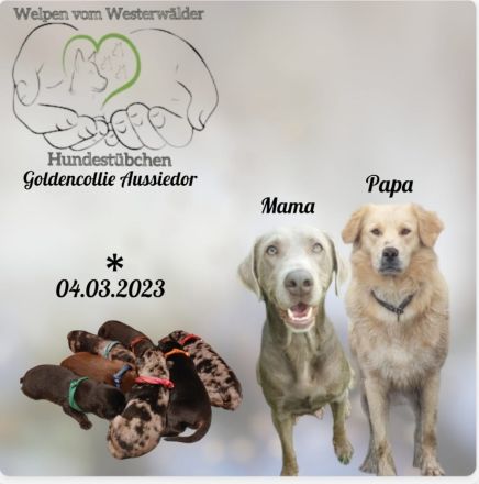 Goldencollie Aussiedor Welpen/ Familenhunde/ AustralienSheperd/ Labrador/ GoldenRetriever