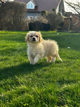 2 wunderschöne Welpen