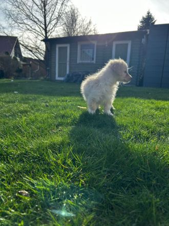2 wunderschöne Welpen