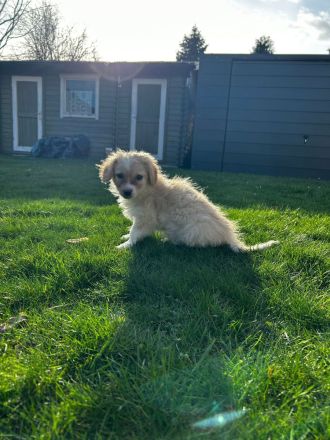 2 wunderschöne Welpen