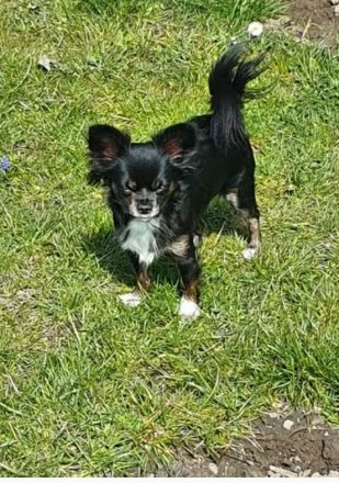 Chihuahua Yorkshire