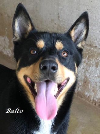 Auch Balto, unerwünscht kein Zuhause, keine Familie…