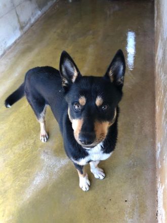 Auch Balto, unerwünscht kein Zuhause, keine Familie…