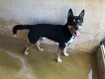 Auch Balto, unerwünscht kein Zuhause, keine Familie…