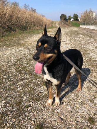 Auch Balto, unerwünscht kein Zuhause, keine Familie…