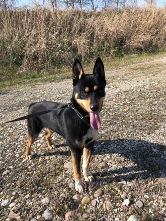 Auch Balto, unerwünscht kein Zuhause, keine Familie…