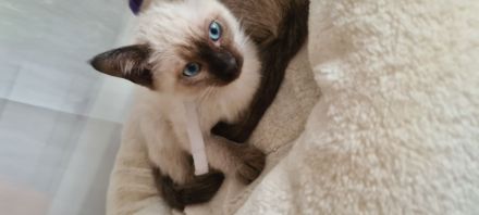 Katzenbabys, Reinrasige Siamkitten