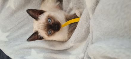 Katzenbabys, Reinrasige Siamkitten