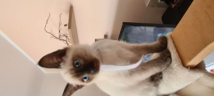 Katzenbabys, Reinrasige Siamkitten