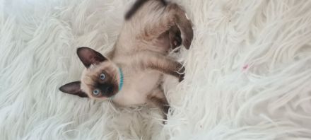 Katzenbabys, Reinrasige Siamkitten