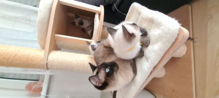 Katzenbabys, Reinrasige Siamkitten