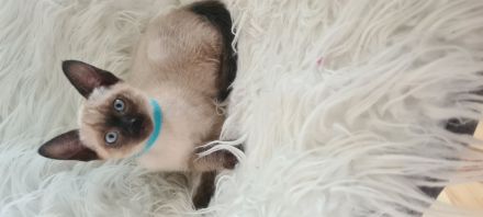 Katzenbabys, Reinrasige Siamkitten