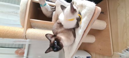 Katzenbabys, Reinrasige Siamkitten