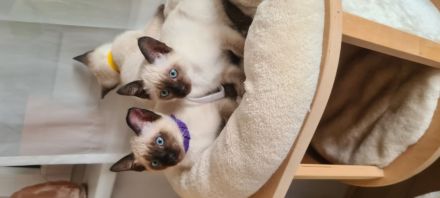 Katzenbabys, Reinrasige Siamkitten