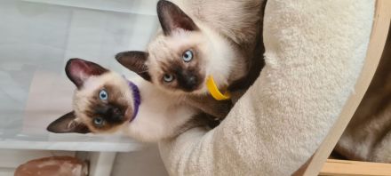 Katzenbabys, Reinrasige Siamkitten