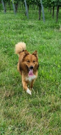 Altdeutsche Hütehunde