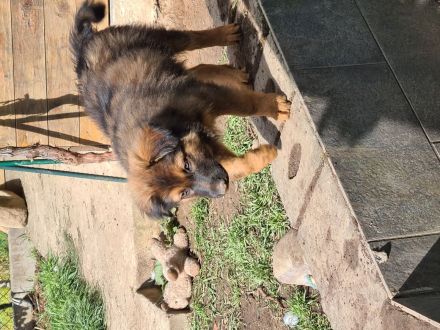 Altdeutsche Hütehunde