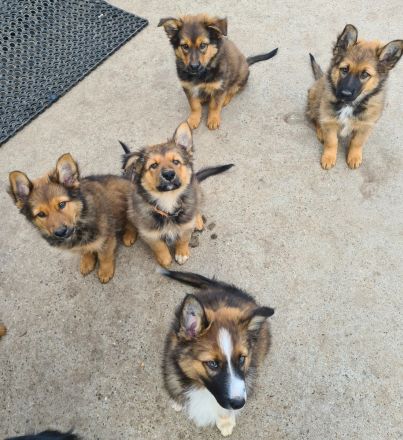 Altdeutsche Hütehunde