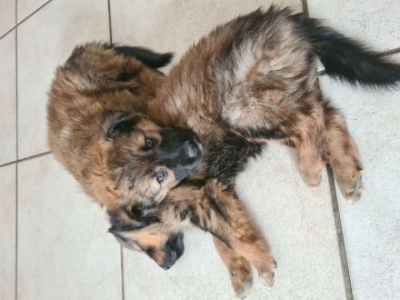 Altdeutsche Hütehunde