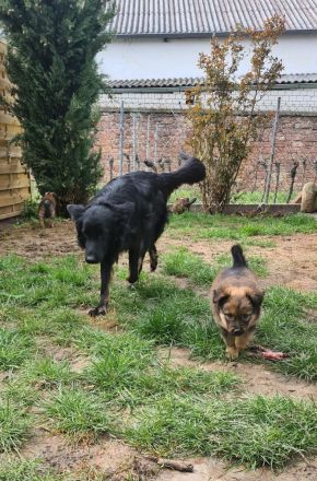 Altdeutsche Hütehunde