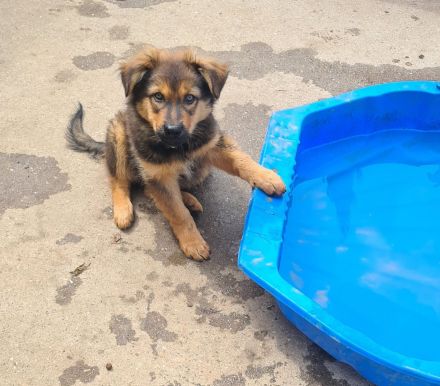 Altdeutsche Hütehunde