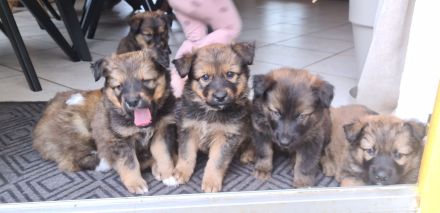 Altdeutsche Hütehunde