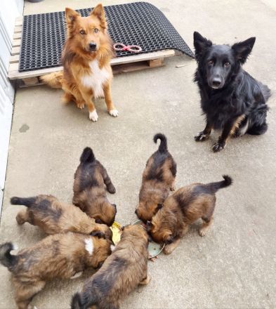 Altdeutsche Hütehunde