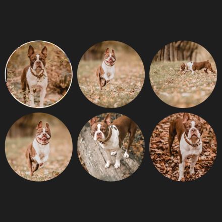 Boston Terrier Deckrüde