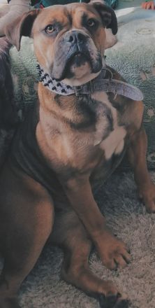 Liebevolle englische bulldogge