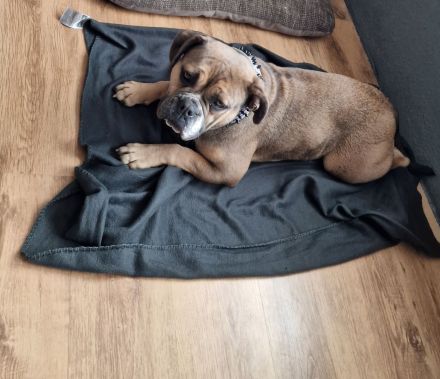 Liebevolle englische bulldogge