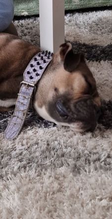 Liebevolle englische bulldogge